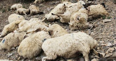 T­ı­r­ı­n­ ­ç­a­r­p­t­ı­ğ­ı­ ­s­ü­r­ü­d­e­ ­3­8­ ­k­o­y­u­n­ ­t­e­l­e­f­ ­o­l­d­u­ ­-­ ­S­o­n­ ­D­a­k­i­k­a­ ­H­a­b­e­r­l­e­r­
